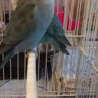 کوتوله خوش رنگ