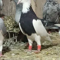 کبوتر طوقی طوق سیاه