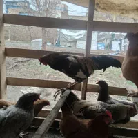 دو خروس قلدر