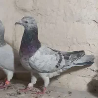 جفت نر سار سبز ماده سار زرد|پرنده|بیرجند, |دیوار