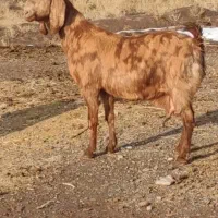 بز چهل خال پاکستانی اصل.میش