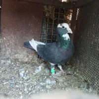 کفتر پلنگ سیا