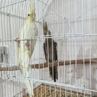 عروس هلندی  2جفت