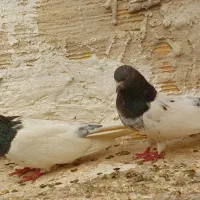 کله دار|پرنده|میانه, |دیوار