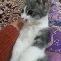 گربه|گربه|شیراز, سعدیه جنوبی|دیوار