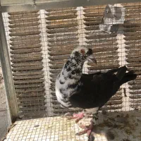 بزک سینه سفید|پرنده|شیراز, شهرک مخابرات|دیوار