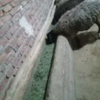 گوسفند شراکتی