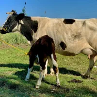 گاو گوساله دار شیری نر|حیوانات مزرعه|گرگان, |دیوار