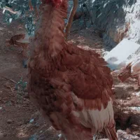 بوقلمون ۶ماهه|حیوانات مزرعه|اورامان, |دیوار