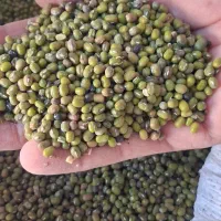 ماش بذری