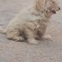 فروش|سگ|بافق, |دیوار