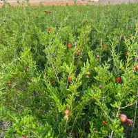 نهال انار دانه مشکی شهرضا|خدمات باغبانی و درختکاری|شهرضا, |دیوار