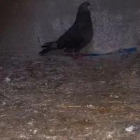 کبوتر معاوضه