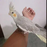 عروس هلندی نر وماده