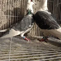 یک جفت المانی