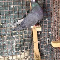 سیاه دم سفید