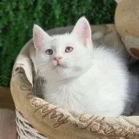 بریتیش  وایت