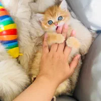 گربه چشم قشنگ