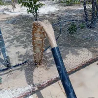 چاه کن|خدمات باغبانی و درختکاری|بوشهر, |دیوار