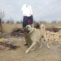 سرابی اصیل|سگ|رباطکریم, رباطکریم|دیوار