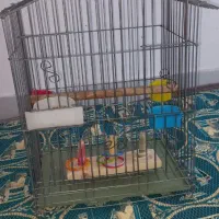 دو عدد قفس پرنده بزرگ و کوچک|لوازم جانبی حیوانات|تهران, تهرانسر غربی|دیوار