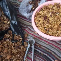 گردوی امساله پرچرب