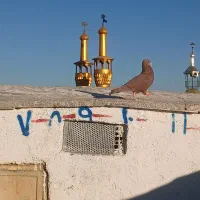 کفتر سرخ کرمونی