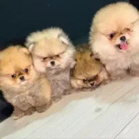 فروش سگ پا مرنیان|سگ|بندرعباس, |دیوار