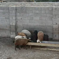 ۶ راس نر بره|حیوانات مزرعه|خان ببین, |دیوار