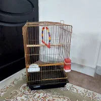 دوعدد قفس درحد