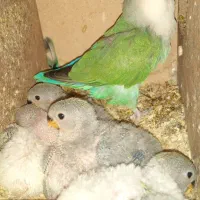 جوجه سرلاکی طوطی برزیلی