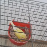 پرنده قفسی|پرنده|آبدانان, |دیوار