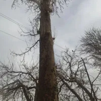 هرس درخت وبرش