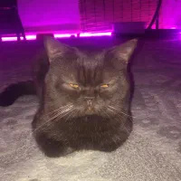 گربه اسکاتیش ماده(جفت گیری)|گربه|گرگان, |دیوار