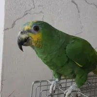 طوطی آمازون نژاد بال نارنجی