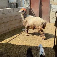 قوچ بختیاری|حیوانات مزرعه|شیراز, بید زرد|دیوار