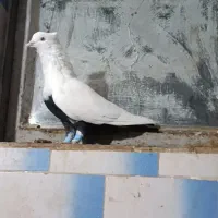 نر دمسیاه
