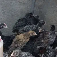 جوجه یک ماهه پلیموت راک