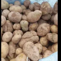 سیب زمینی دامی بدون خاک خرابی