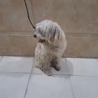 سگ پشمالو نر|سگ|زاهدان, |دیوار