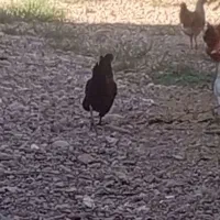 جوجه خروس و مرغ محلی