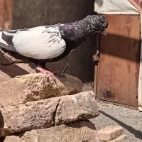 سینه سیاه نر