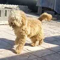 پودل نر وماده