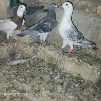 کفتر گرفته شده