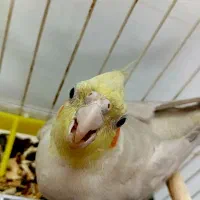 عروس هلندی|پرنده|زرندیه, |دیوار