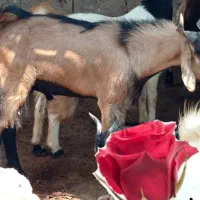 کهره نر سن ۸ماه،چاق و درجه یک برای پازن،تخم دوقلو