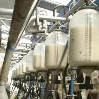 استخدام کارگر در دامداری (شیردوشی و محوطه)|استخدام صنعتی، فنی، مهندسی|زیباشهر, |دیوار