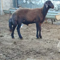 گوسفند نر  مخصوص تخمی کاربلد درجه یک نژاد بروجردی|حیوانات مزرعه|قائم‌شهر, |دیوار