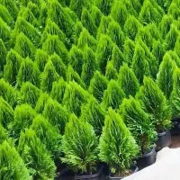 نهال درخت کاج لاوسون طلایی گلدانی مناسب باغات مدرن