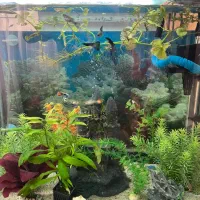 اکواریوم چینی شرکتی بسیارتمیز با تمامی وسایل|ماهی|نیشابور, مسکن مهر نور|دیوار
